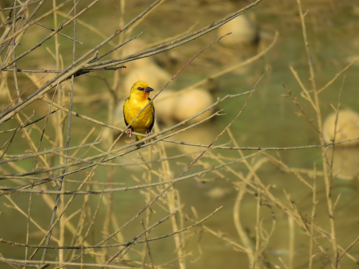 Orange Weaver - Frederik Bexter