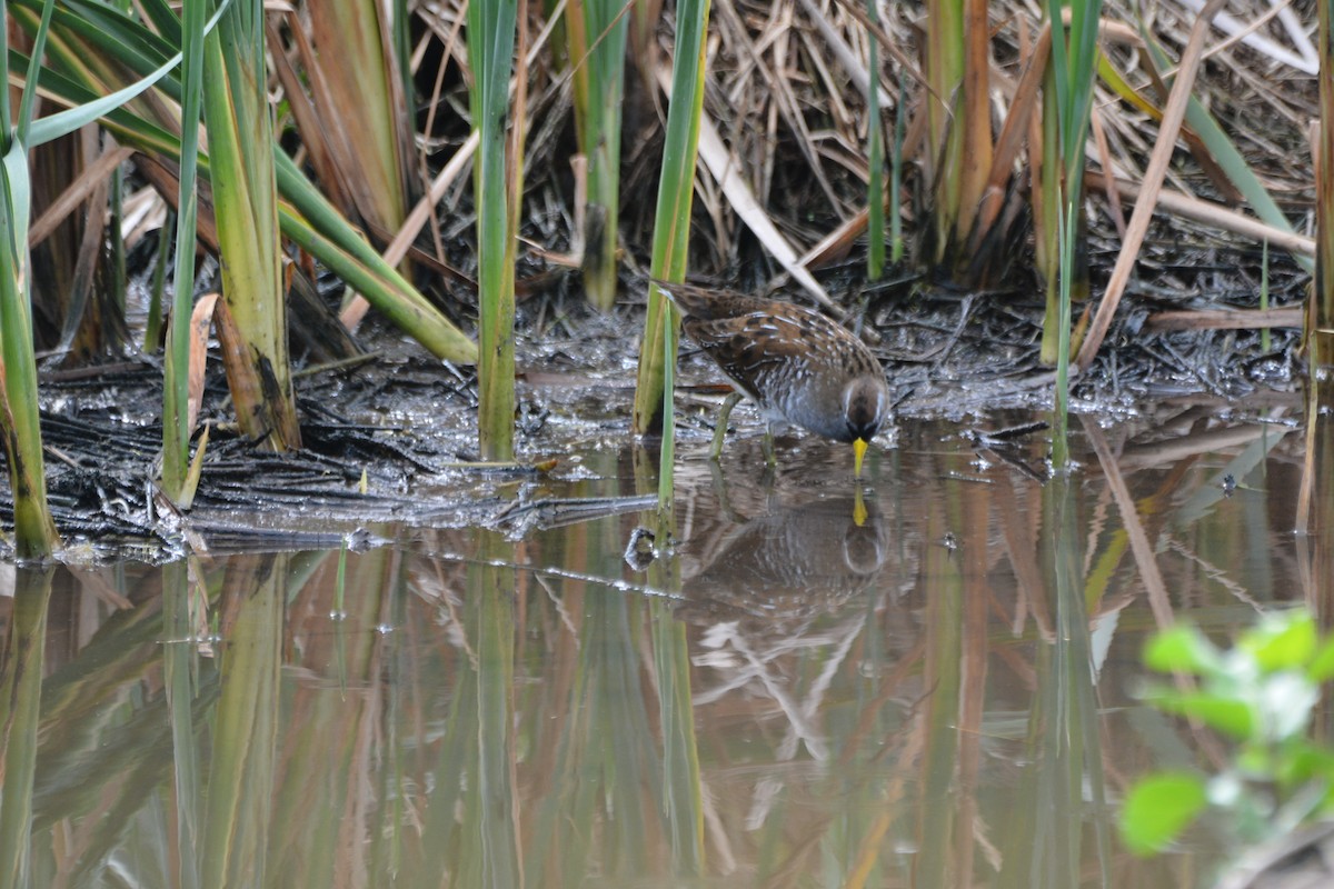 Polluela Sora - ML613473860