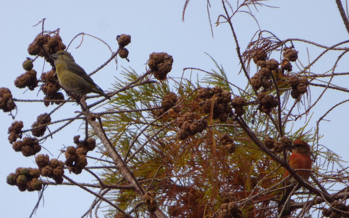 Red Crossbill - David Compton