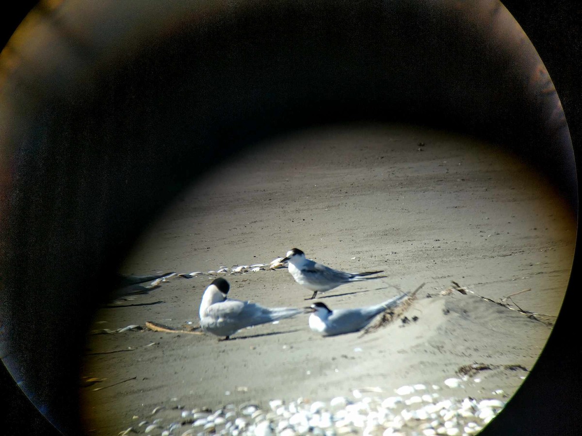 Common Tern - ML613473887