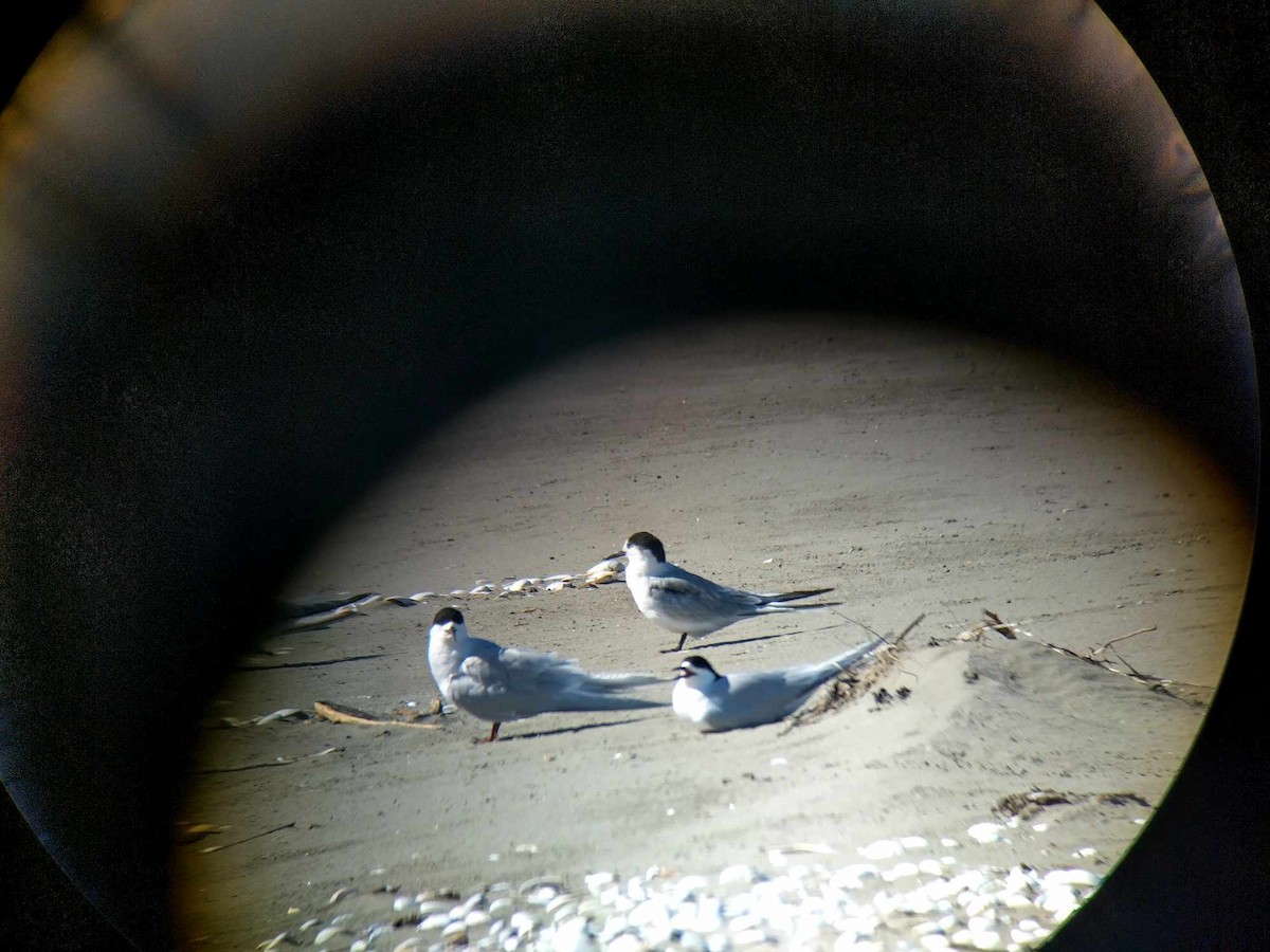 Common Tern - ML613473888