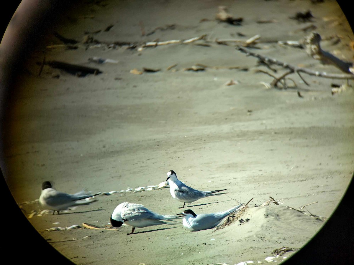 Common Tern - ML613473889