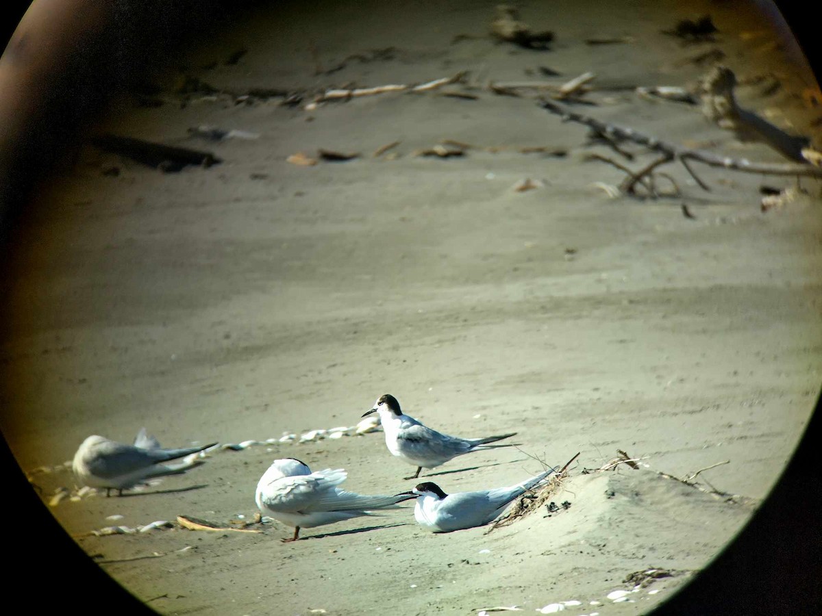 Common Tern - ML613473890