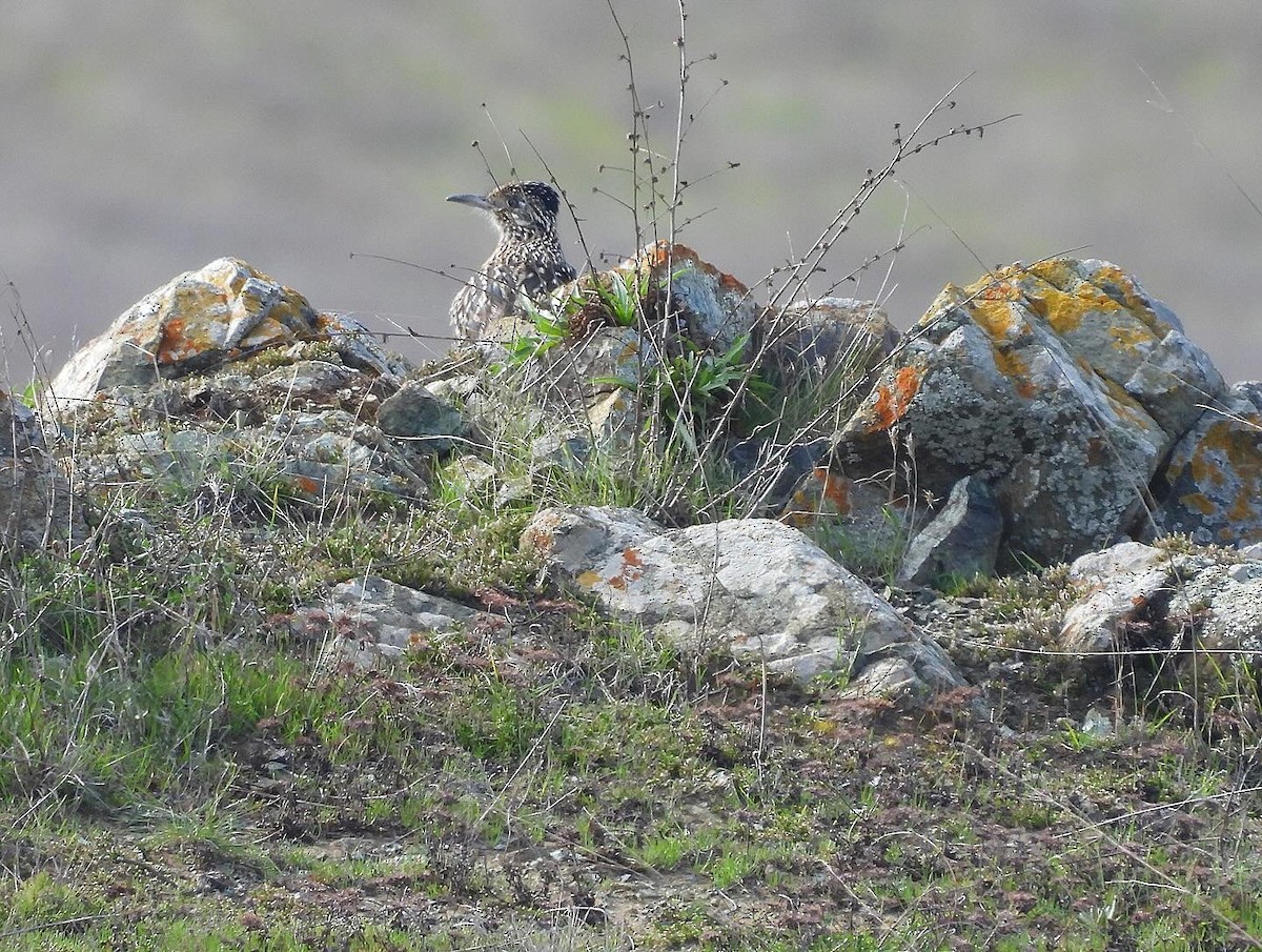 Greater Roadrunner - ML613474004