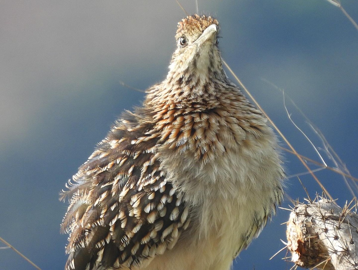 Greater Roadrunner - ML613474006