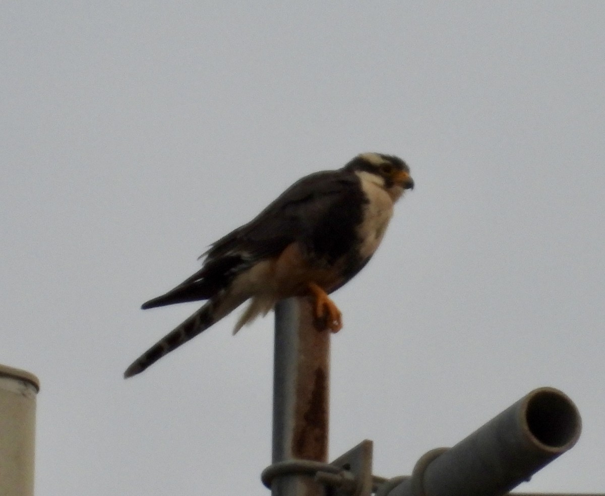 Aplomado Falcon - ML613474031