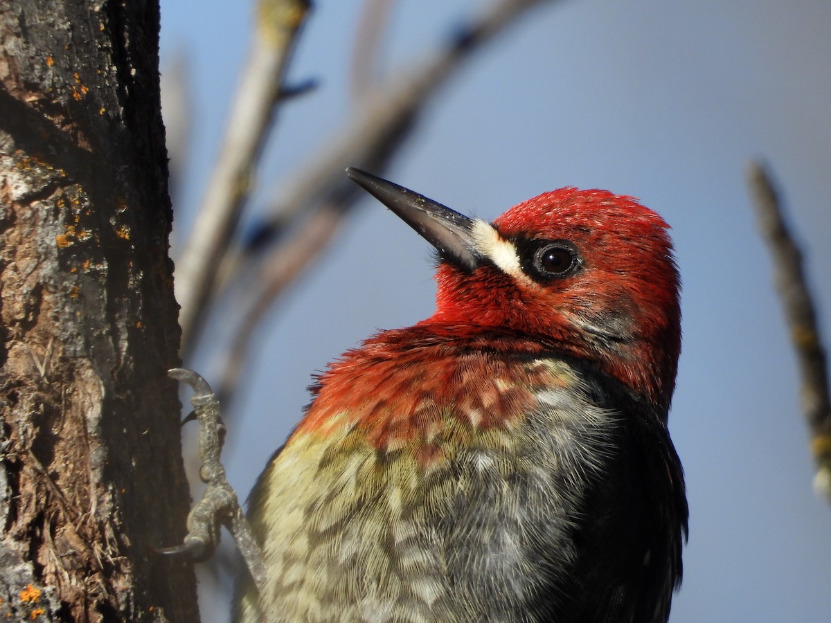 Red-breasted Sapsucker - ML613474057