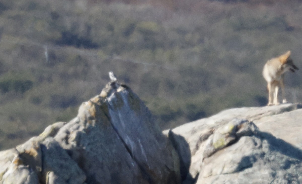 Loggerhead Shrike - ML613474083