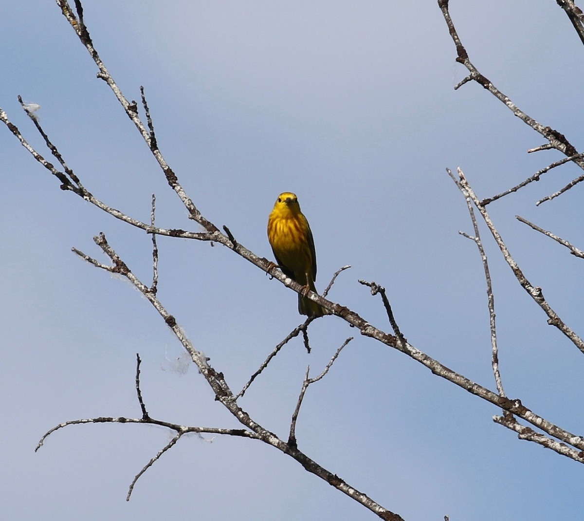 Yellow Warbler - ML613474093
