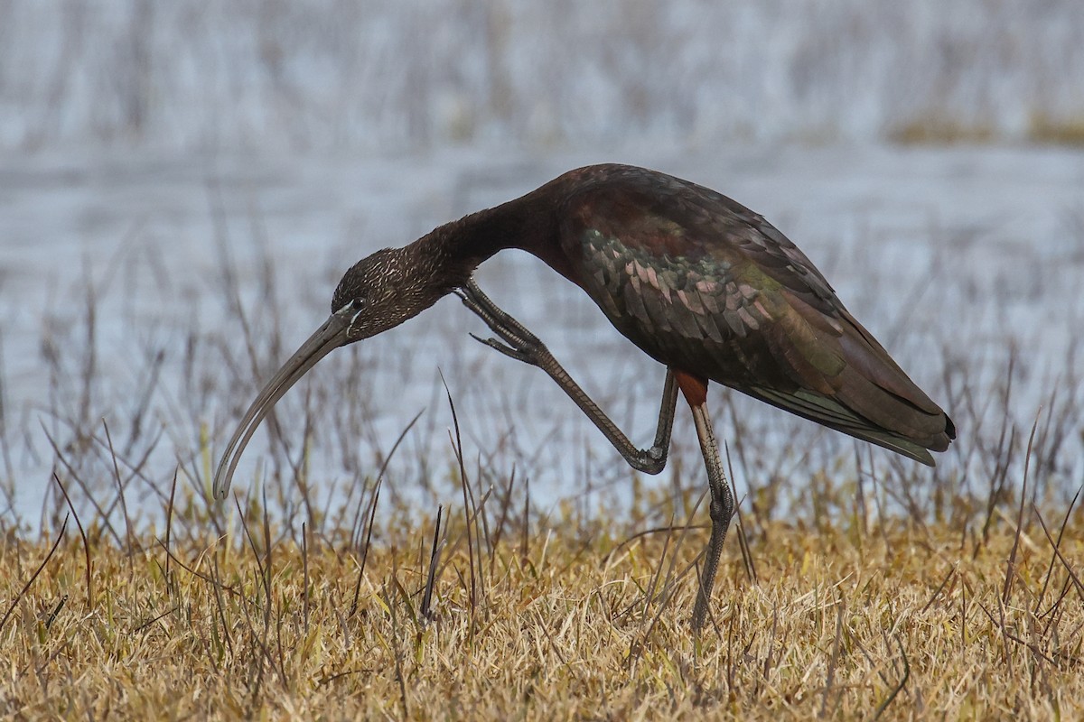 Glossy Ibis - Pat Draisey