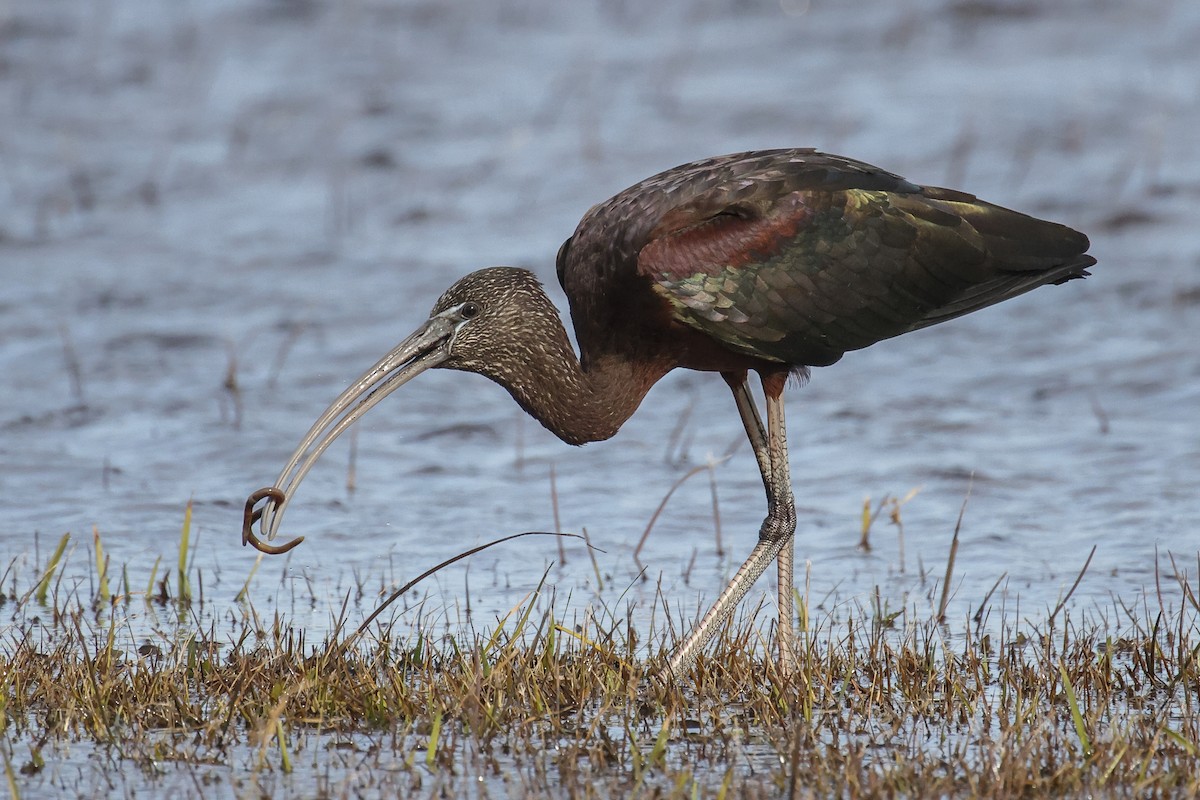 Glossy Ibis - ML613474145