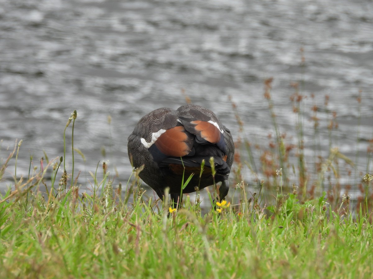 Paradise Shelduck - Kevin Rohling