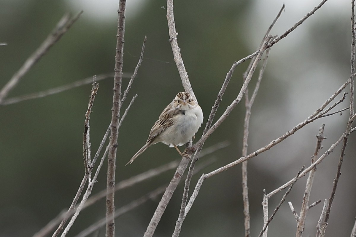 Clay-colored Sparrow - ML613474291