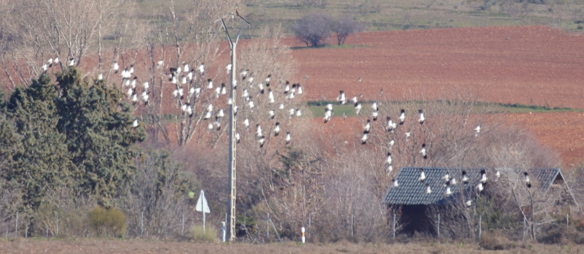 Northern Lapwing - ML613474381