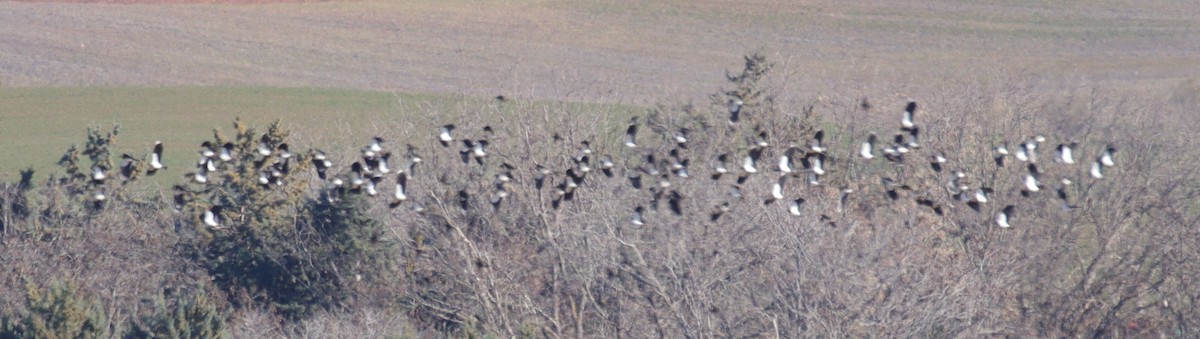 Northern Lapwing - ML613474382