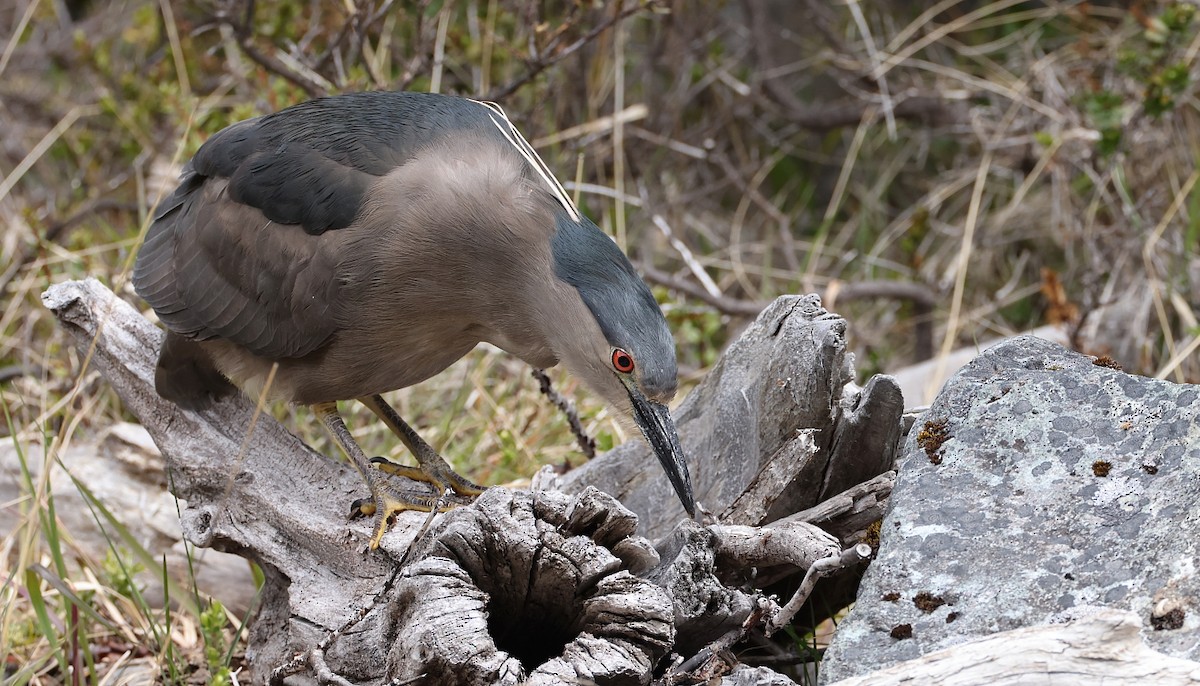 Black-crowned Night Heron (Dusky) - ML613474468