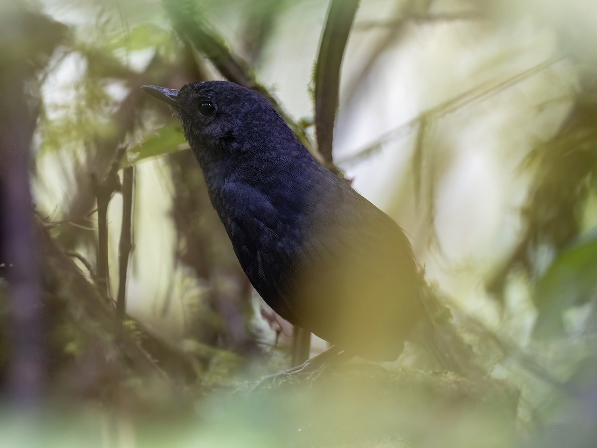 Tatamátapaculo - ML613474538