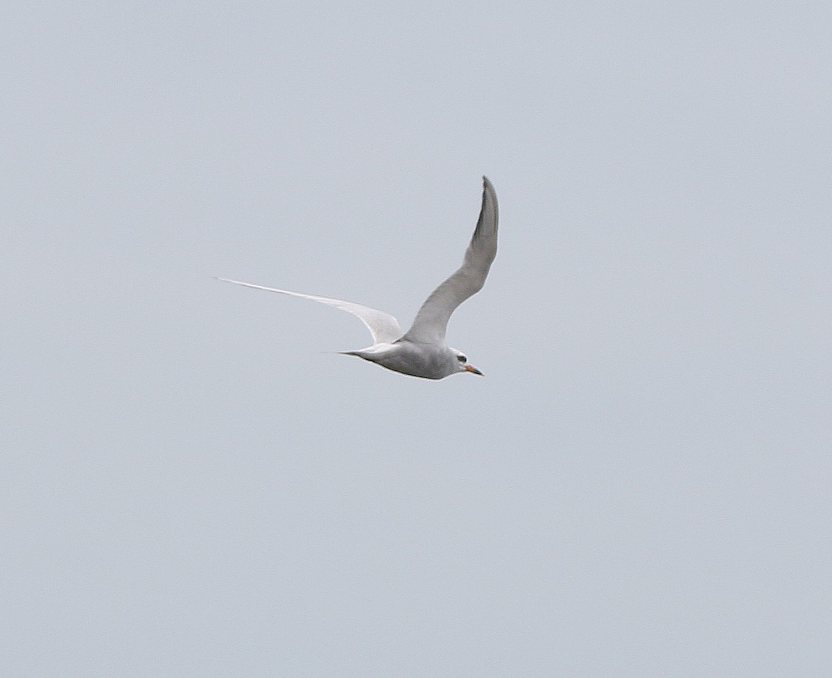 Snowy-crowned Tern - ML613474554
