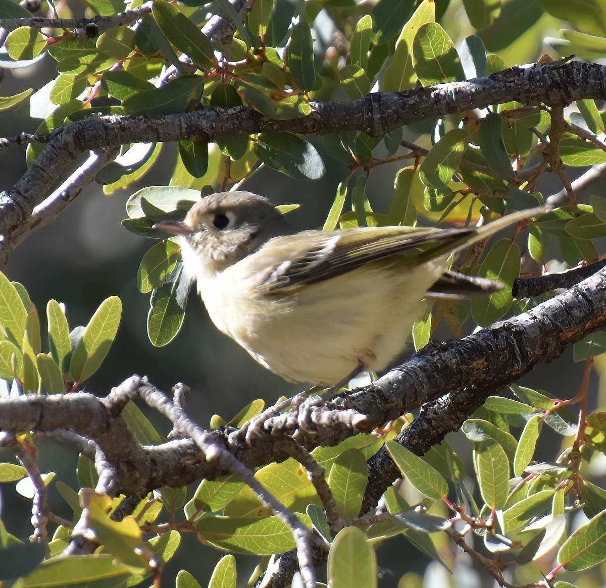 Hutton's Vireo - ML613474633