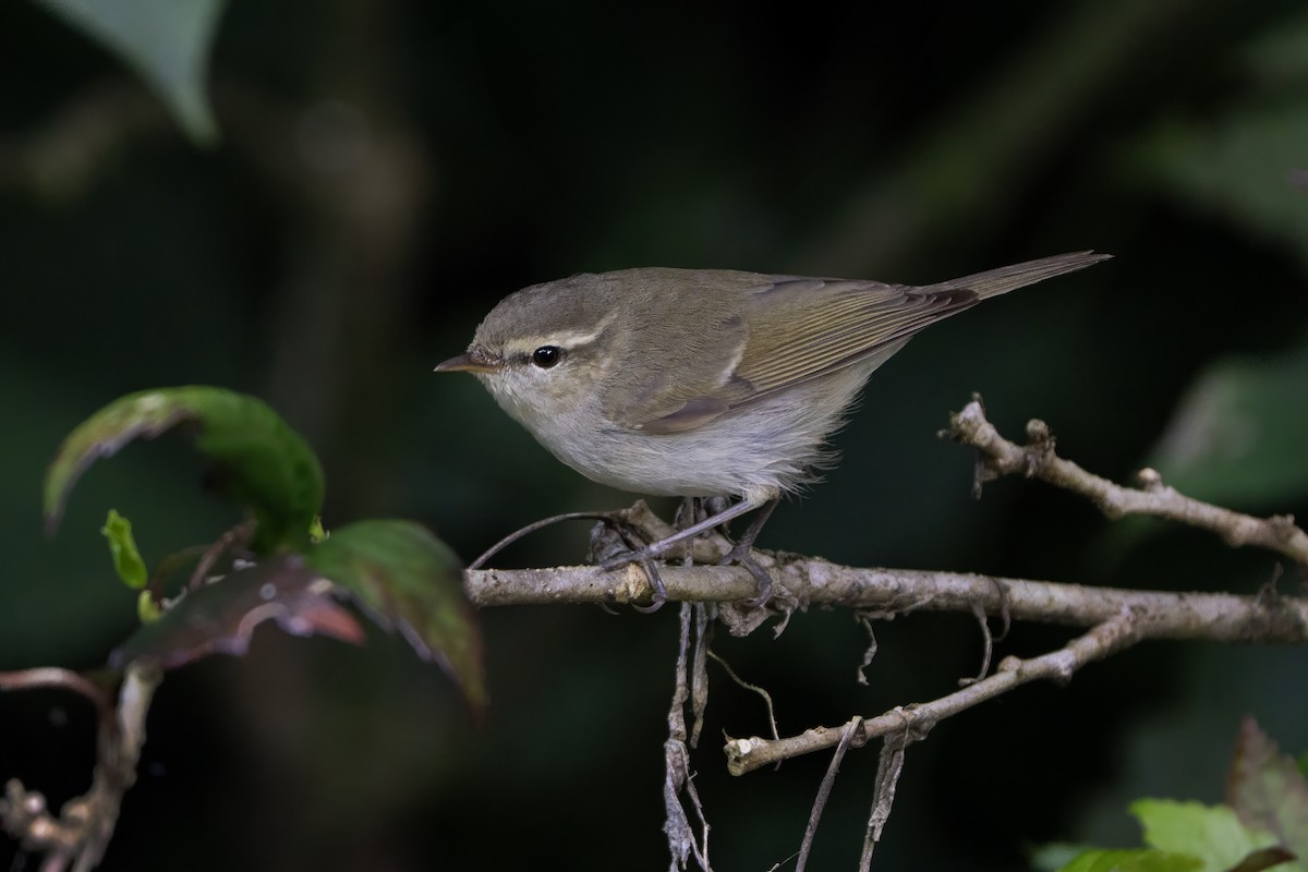 Greenish Warbler - ML613474681