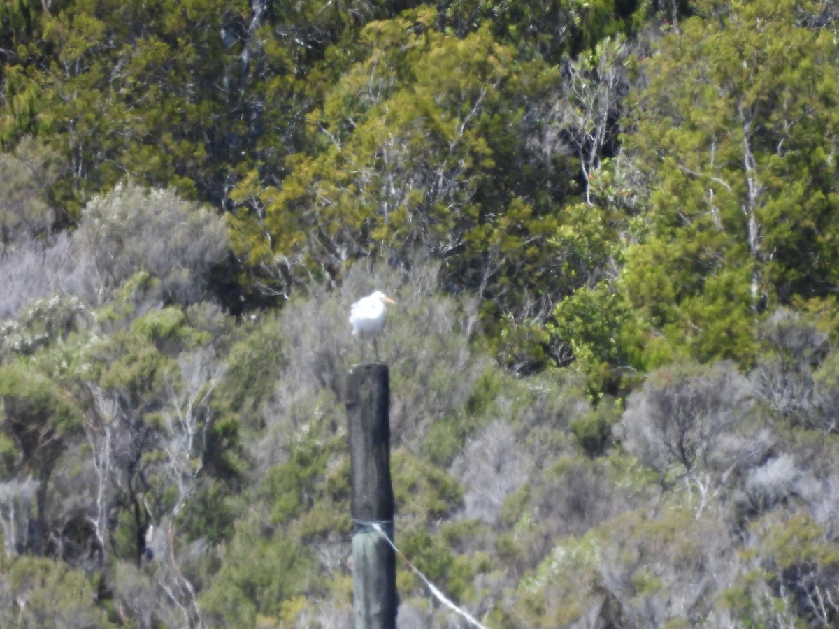 Great Egret (modesta) - ML613474706