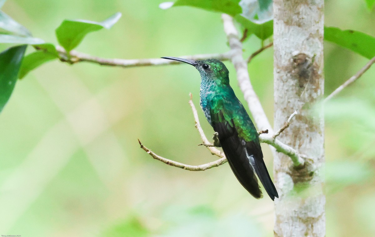 Sapphire-throated Hummingbird - ML613474867