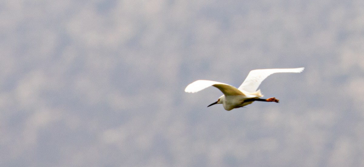 Snowy Egret - ML613474887