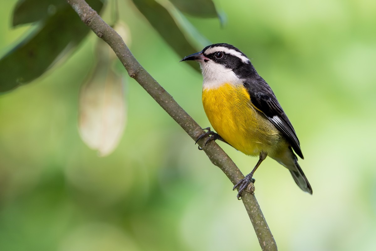 Bananaquit (Cozumel I.) - Mason Maron