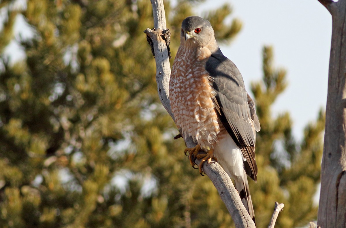 Cooper's Hawk - ML613474948