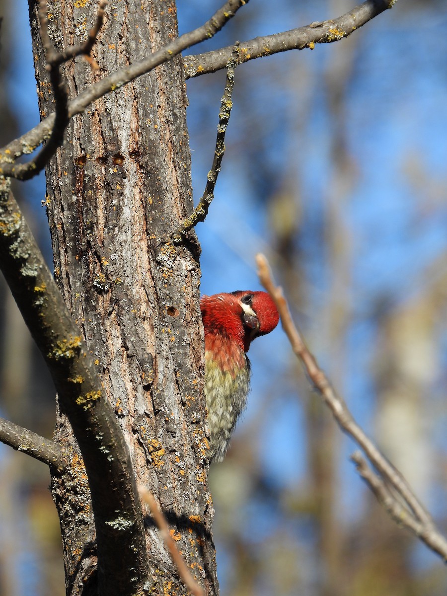 Red-breasted Sapsucker - ML613474969
