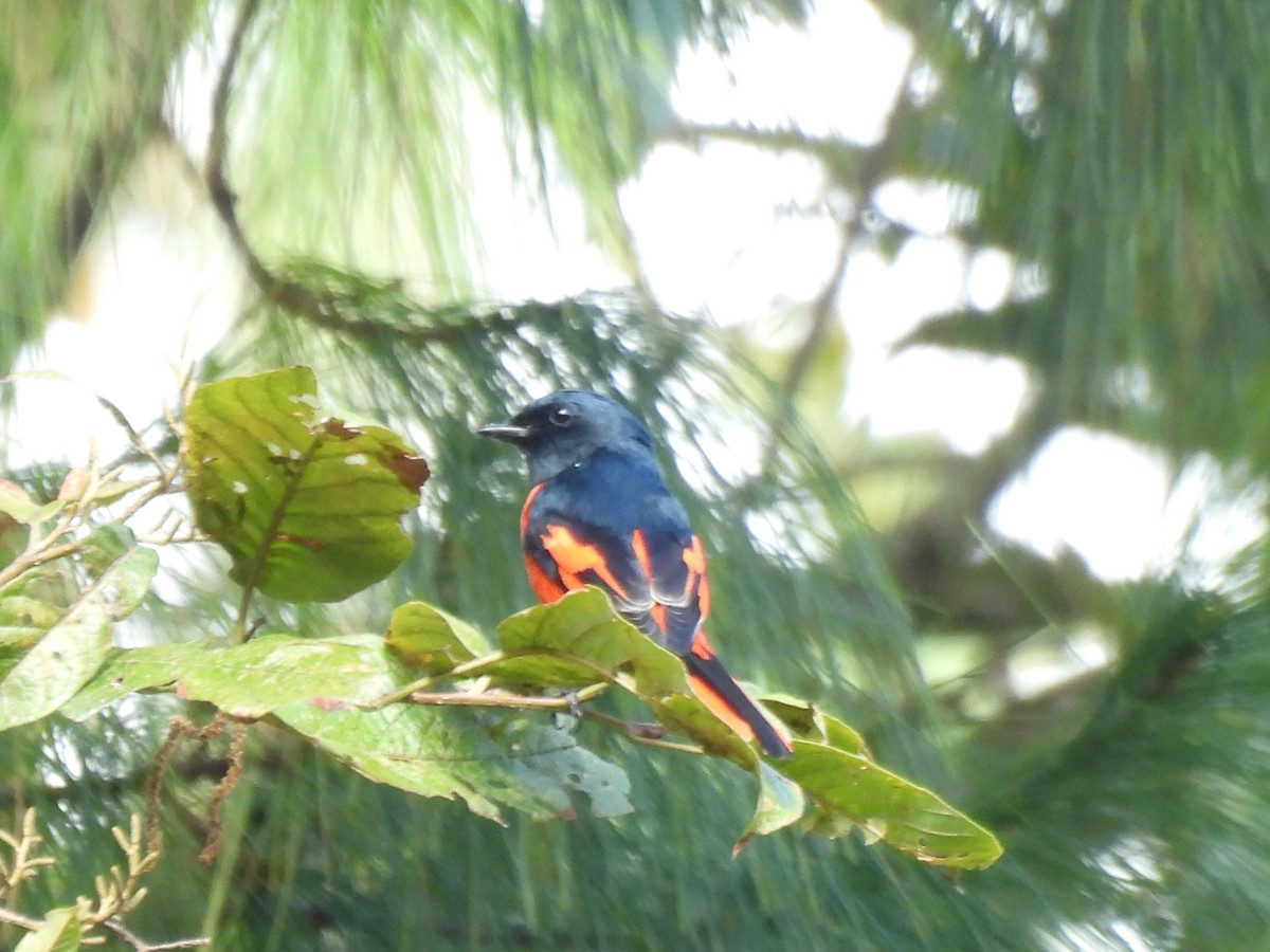 Long-tailed Minivet - Justin Streit