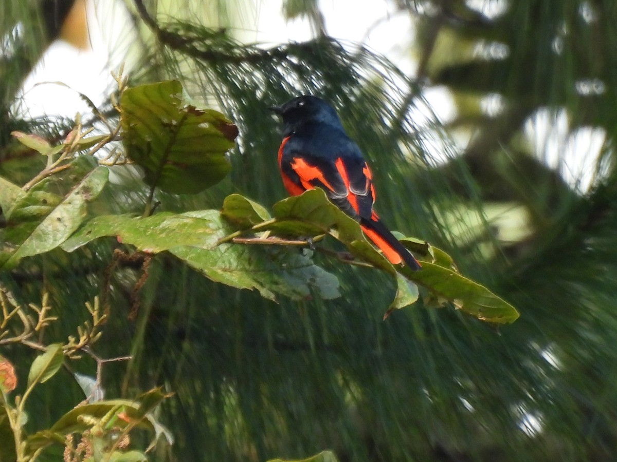 Long-tailed Minivet - ML613474988