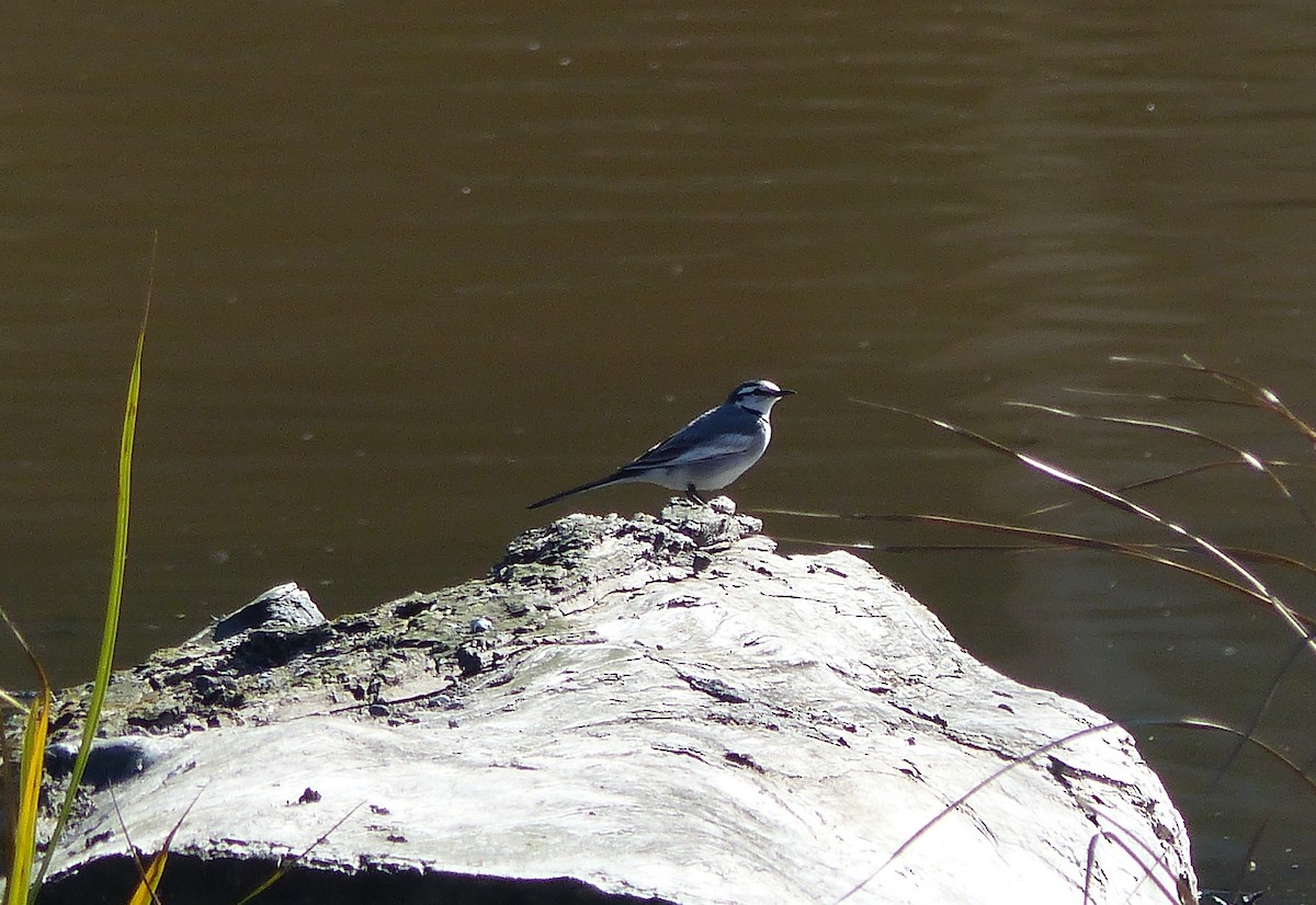 White Wagtail - ML613475004