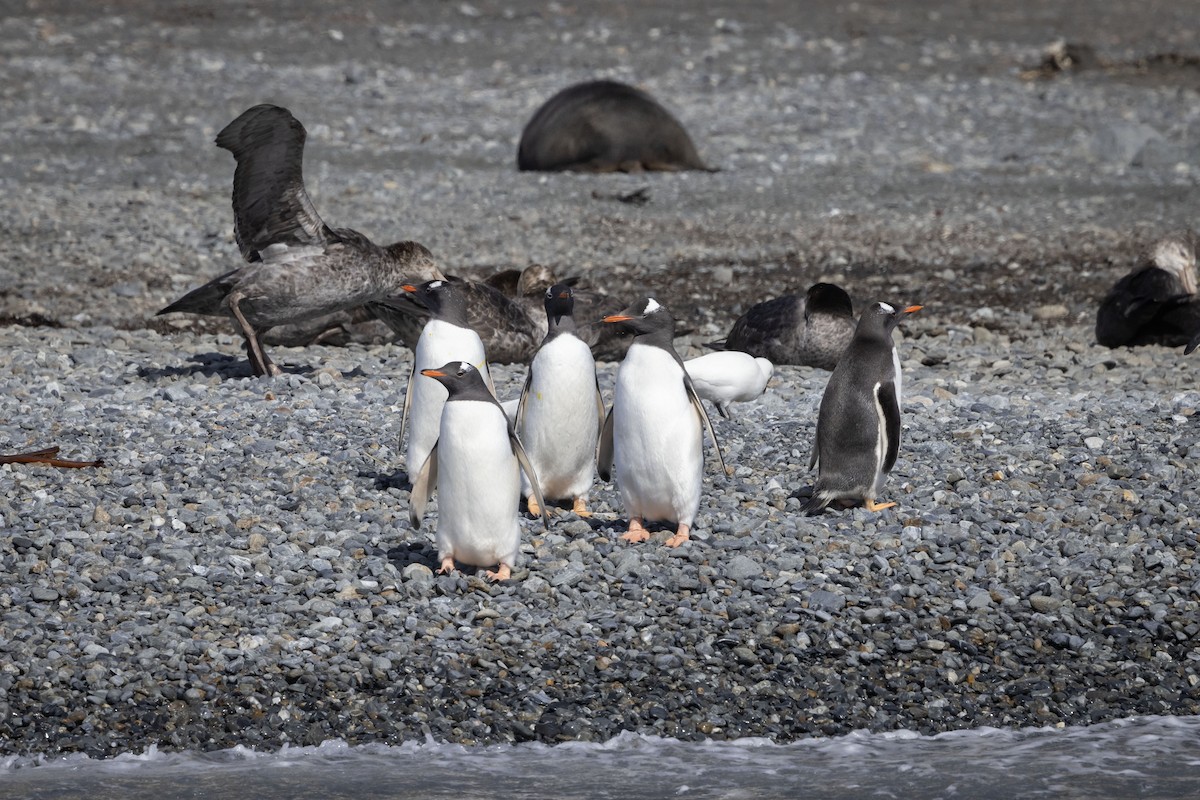 Gentoo Penguin - Mouser Williams