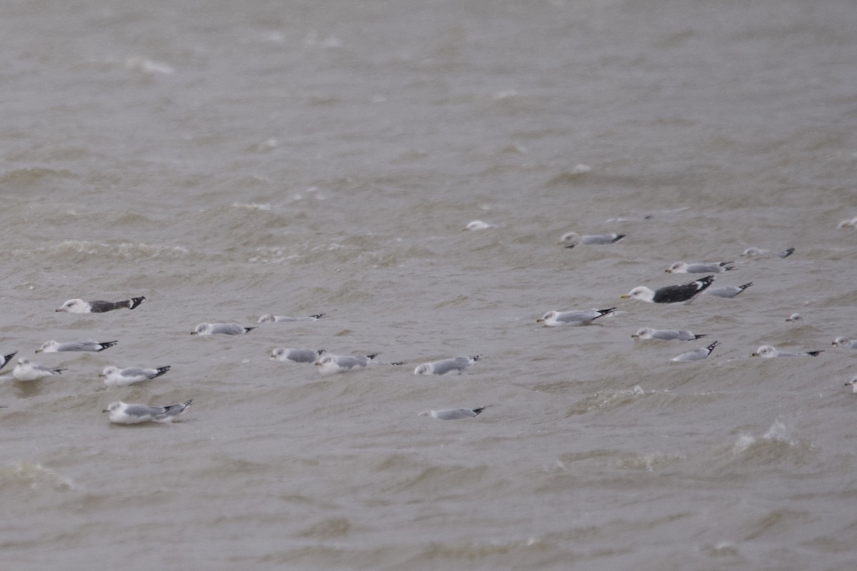 Great Black-backed Gull - ML613475085