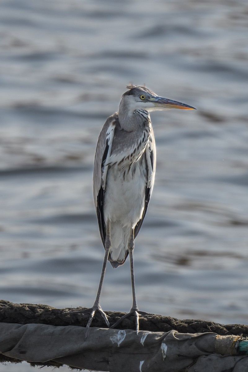 Gray Heron - ML613475147