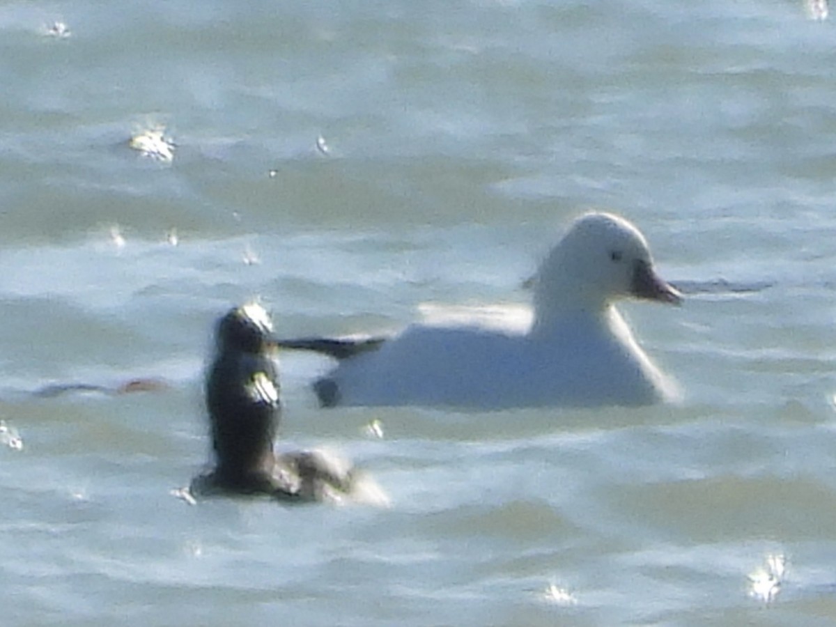 Ross's Goose - ML613475186