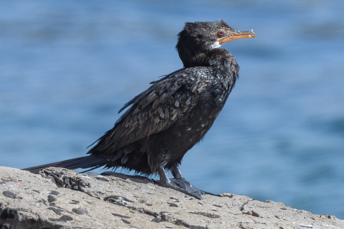 Long-tailed Cormorant - ML613475191