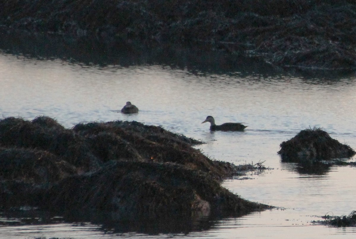 American Black Duck - ML613475204