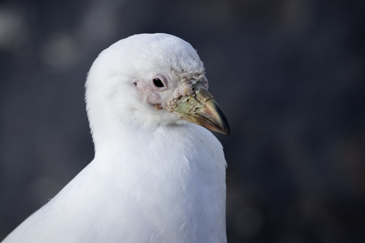 Snowy Sheathbill - Mouser Williams