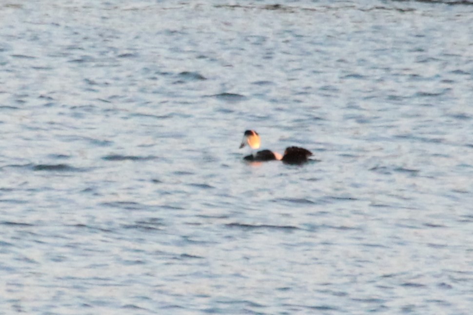 Common Eider - ML613475229