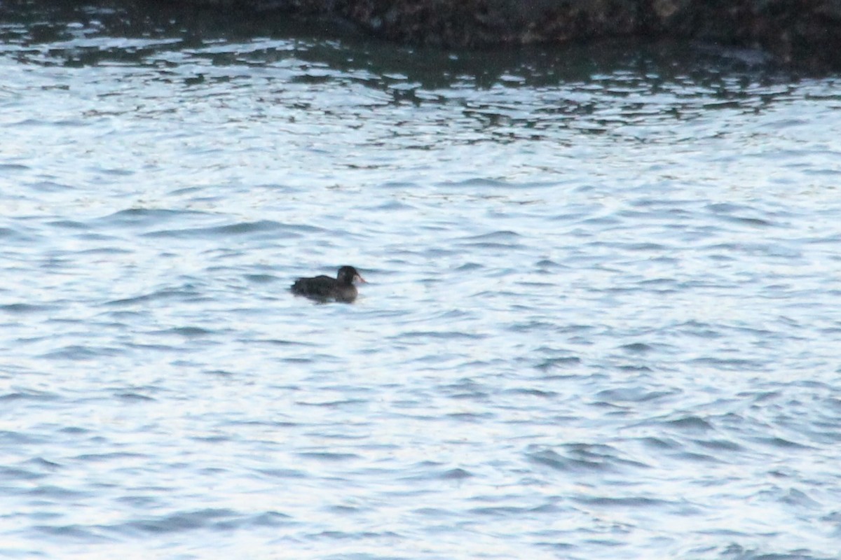 Surf Scoter - Martha Huestis