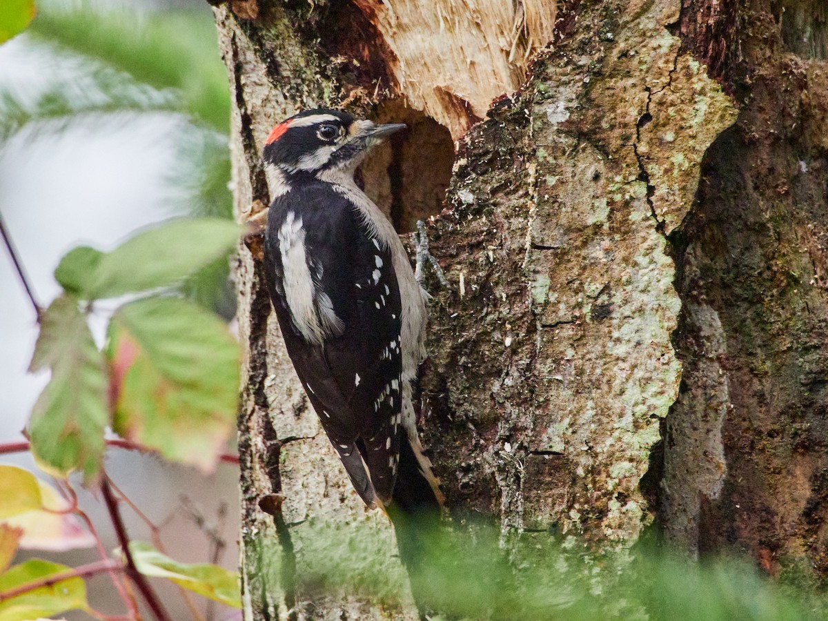 Downy Woodpecker (Pacific) - ML613475235