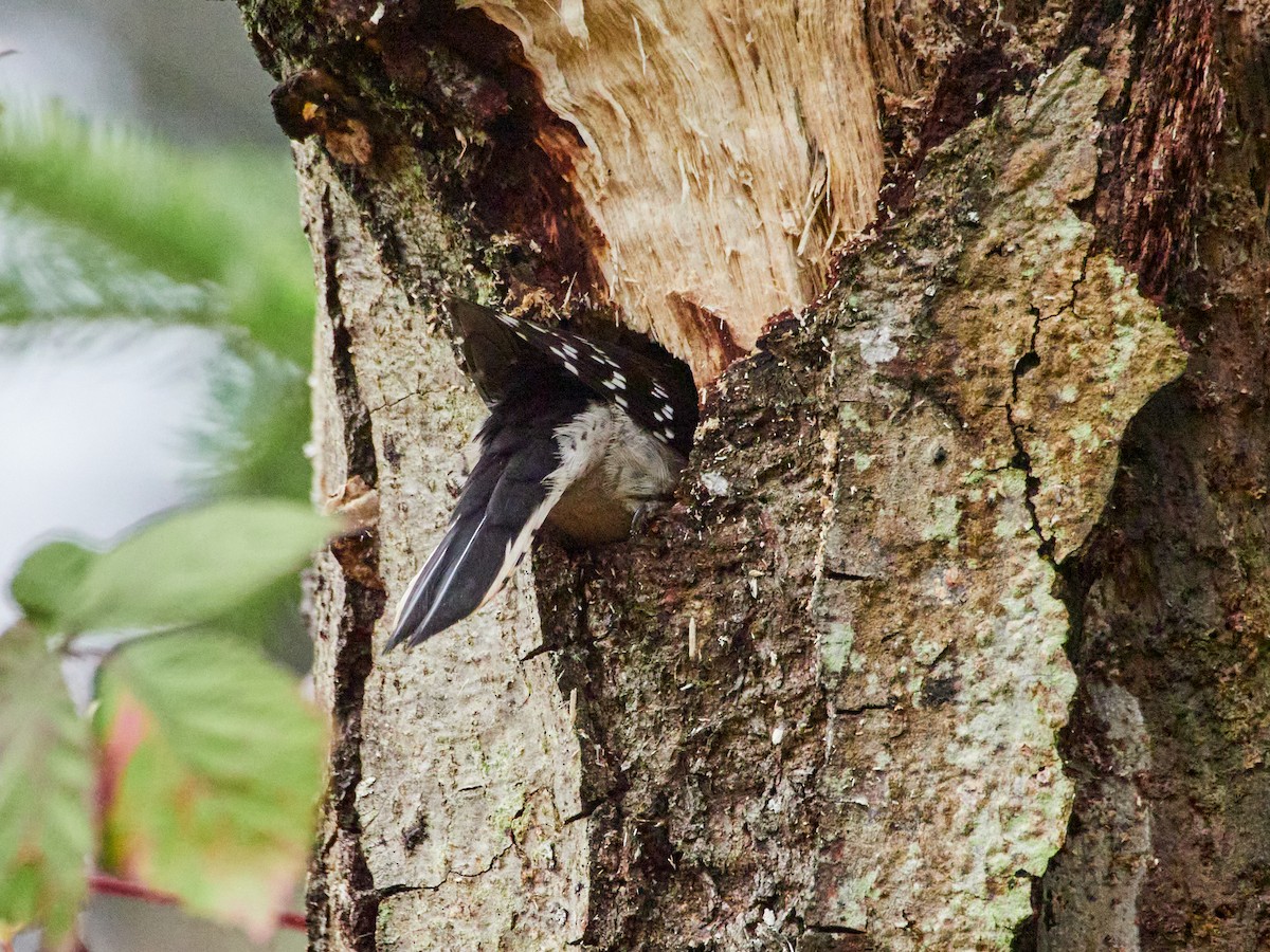 Downy Woodpecker (Pacific) - ML613475243