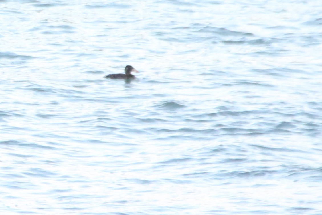 Surf Scoter - ML613475244