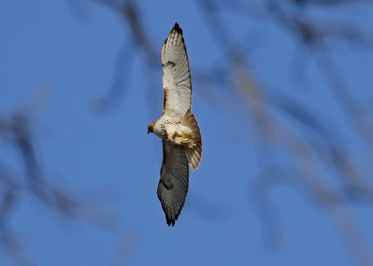 Red-tailed Hawk - N. Wade Snyder
