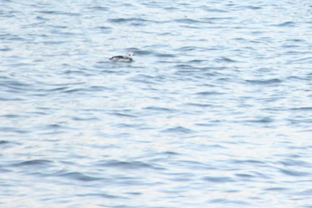 Long-tailed Duck - ML613475250