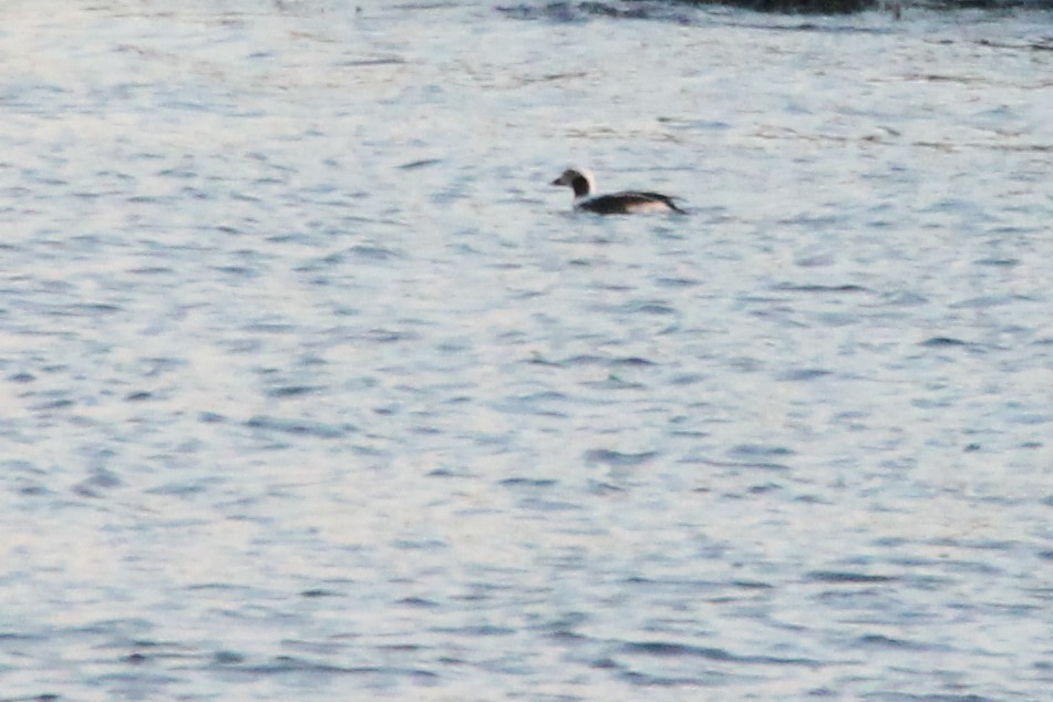 Long-tailed Duck - ML613475256