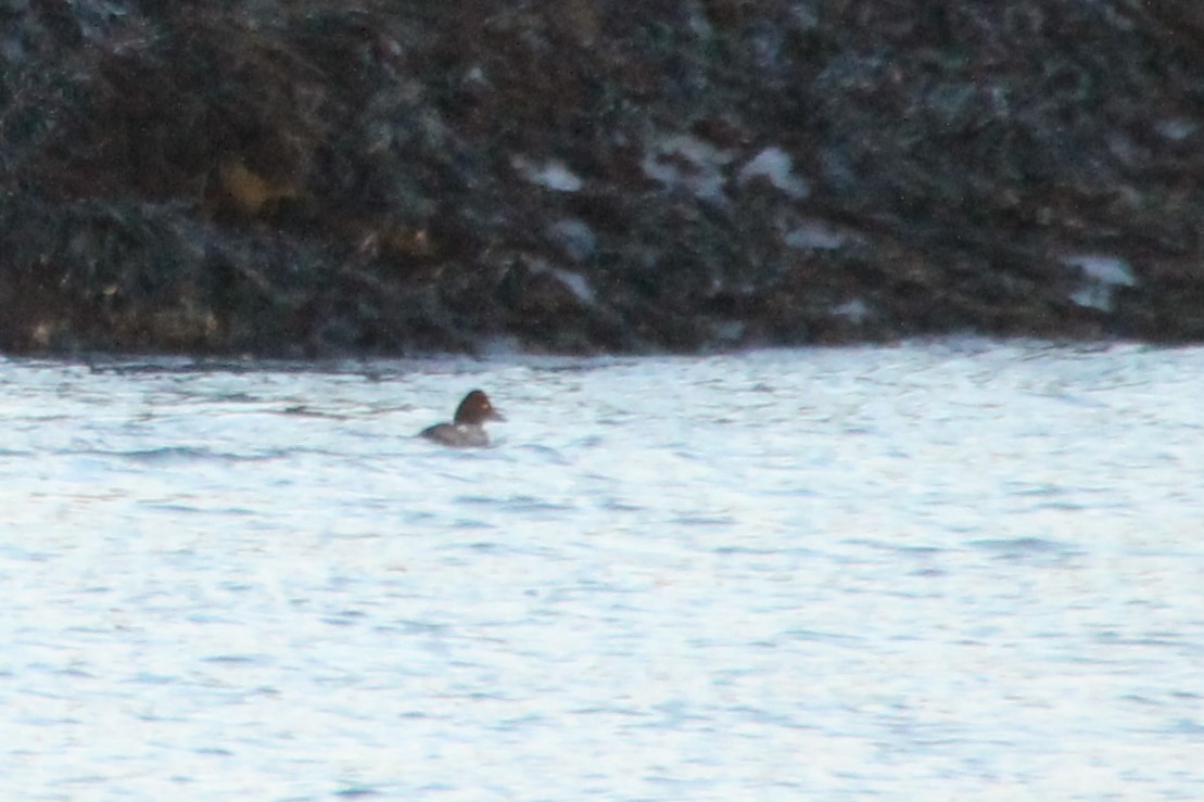 Common Goldeneye - ML613475269