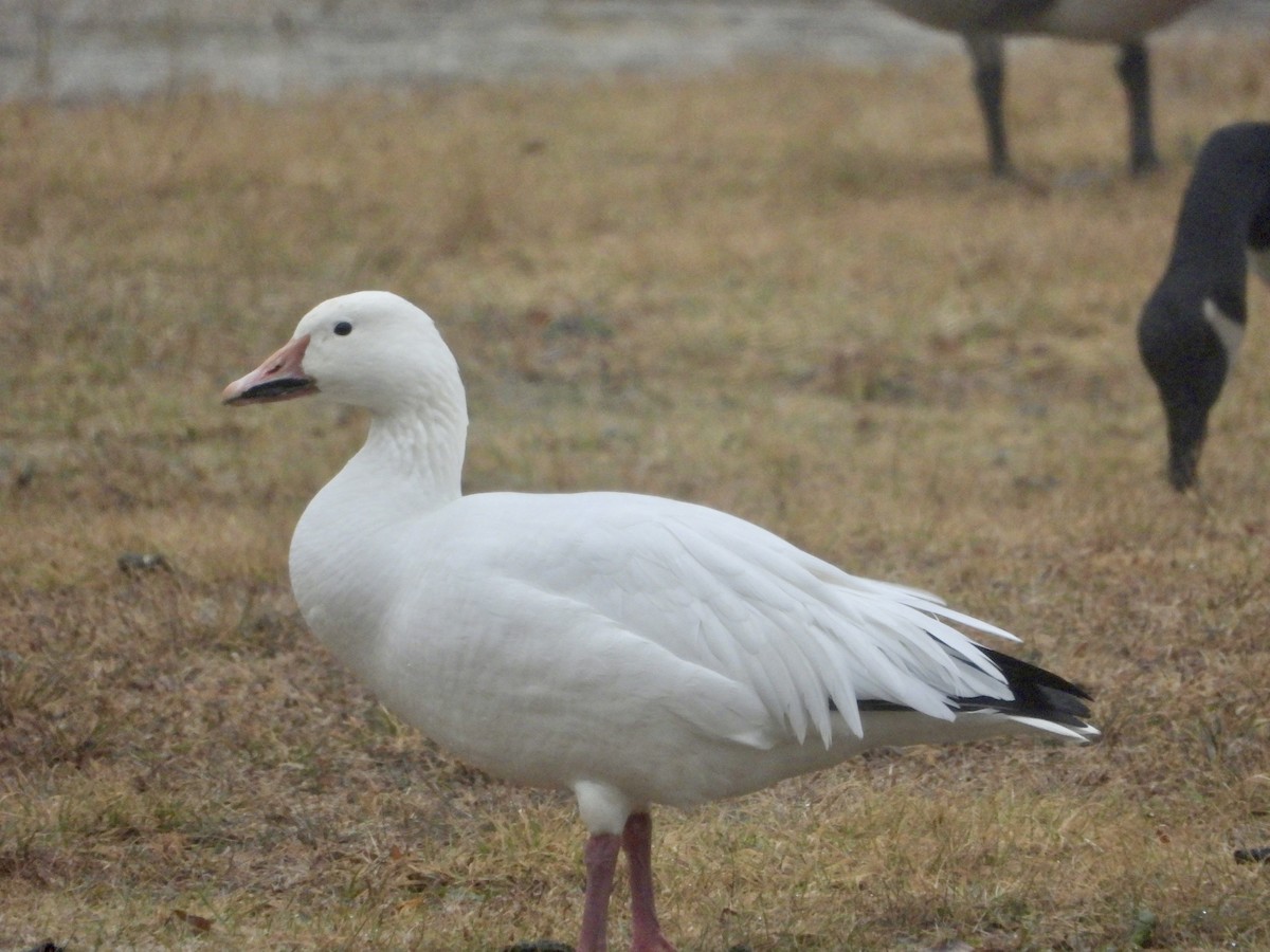 Snow Goose - ML613475297